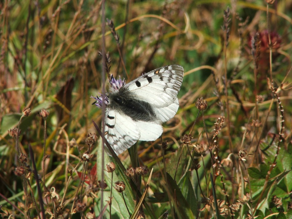 Niepylak apollo (Parnassius apollo)