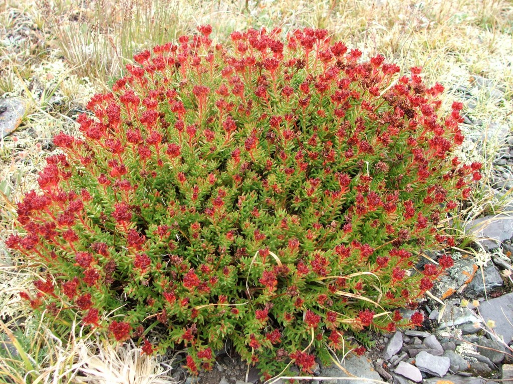 Różeniec górski (Rhodiola rosea L.) nazywany Złotym Korzeniem