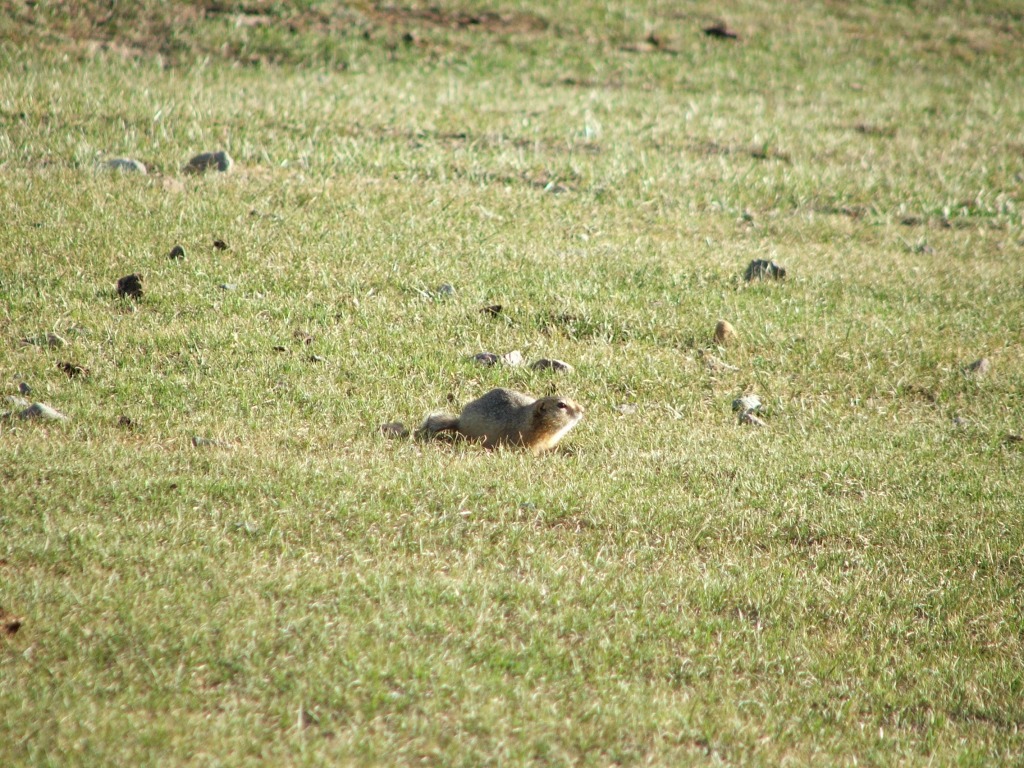 Suseł długoogoniasty (Urocitellus undulatus)