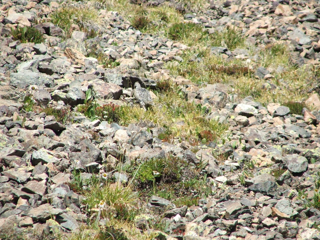 Pardwa górska (Lagopus muta)