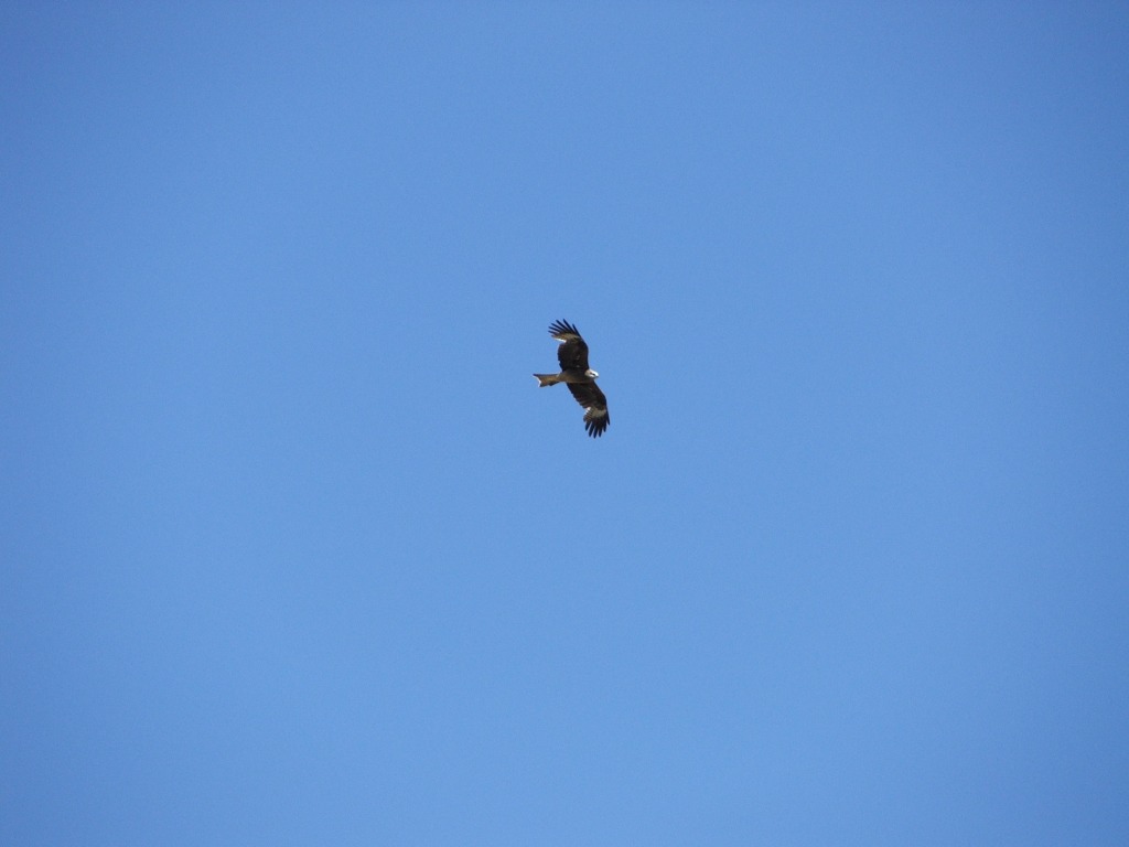 Kania ruda (Milvus milvus)