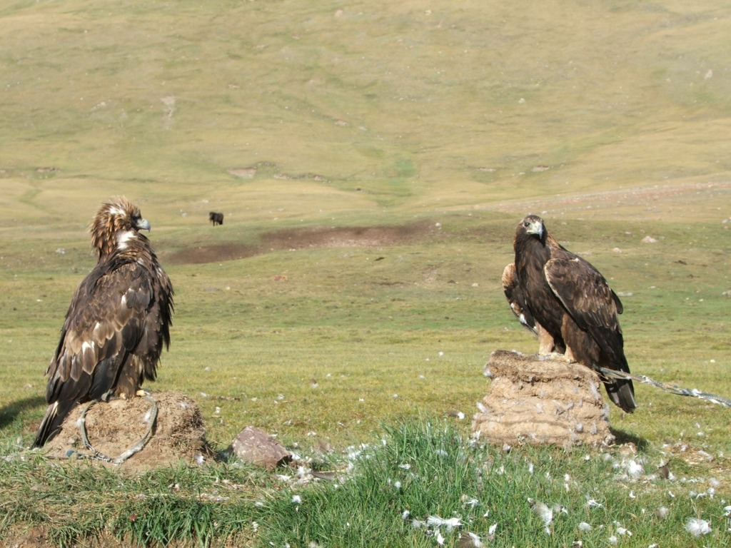 Sokolnictwo w Mongolii. Orły przednie (Aquila chrysaetos)