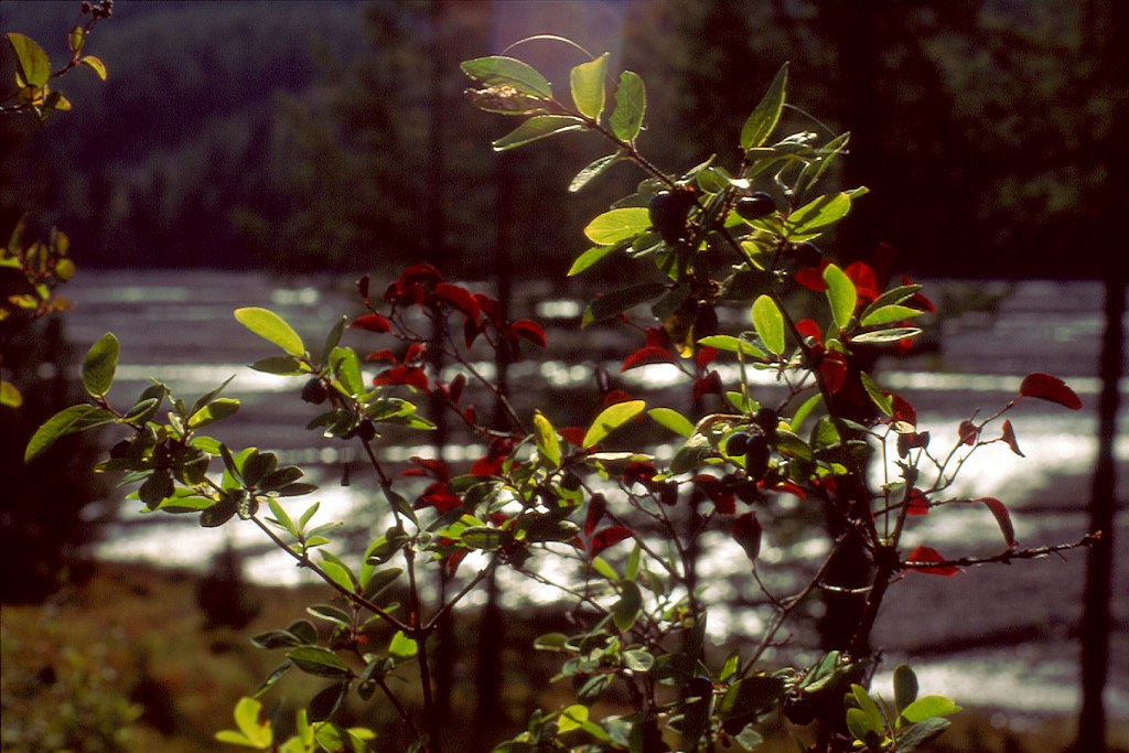 wiciokrzewu sinego (Lonicera caerulea)