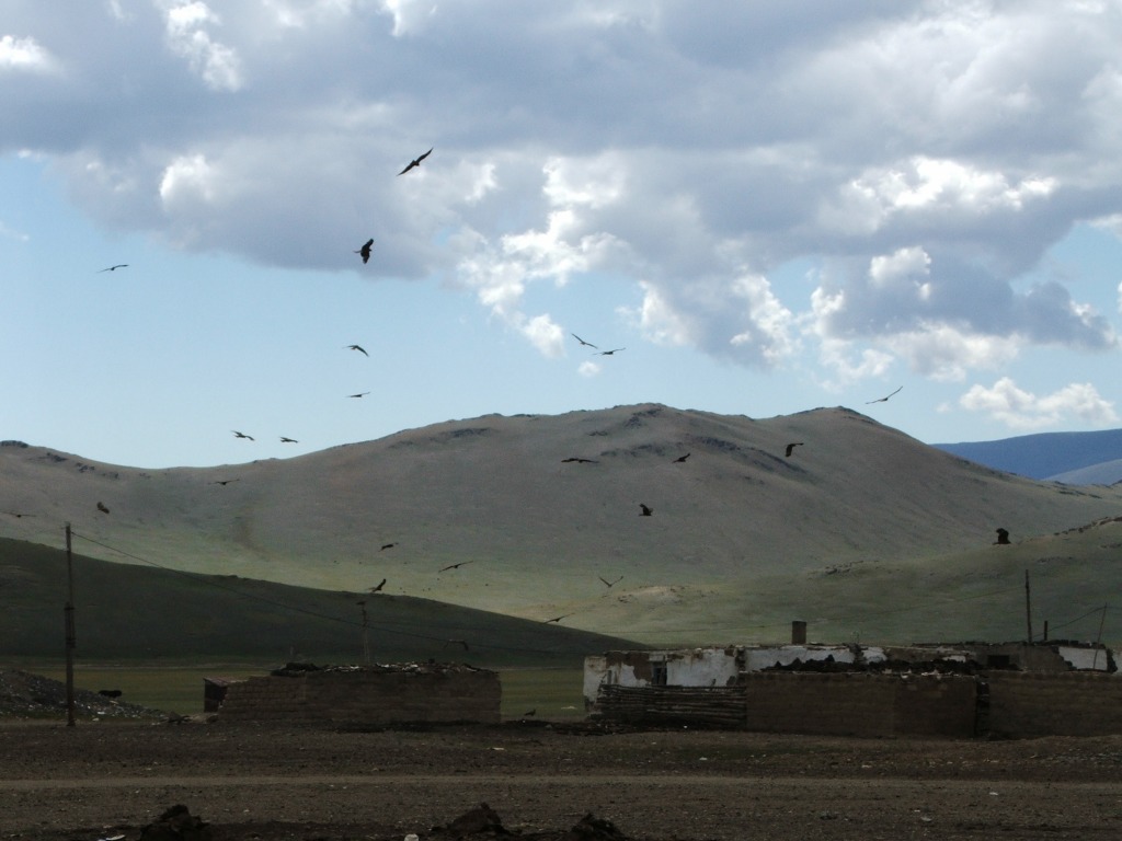 Ptaki drapieżne w Mongolii