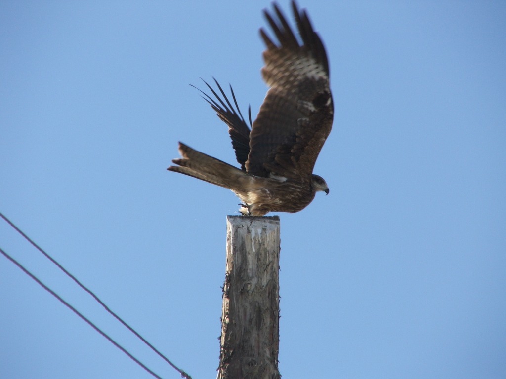 kania syberyjska (Milvus migrans lineatus )