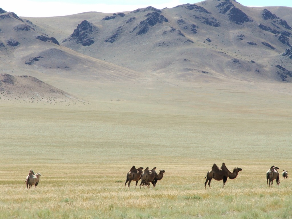 wielbłądy dwugarbne (Camelus bactrianus