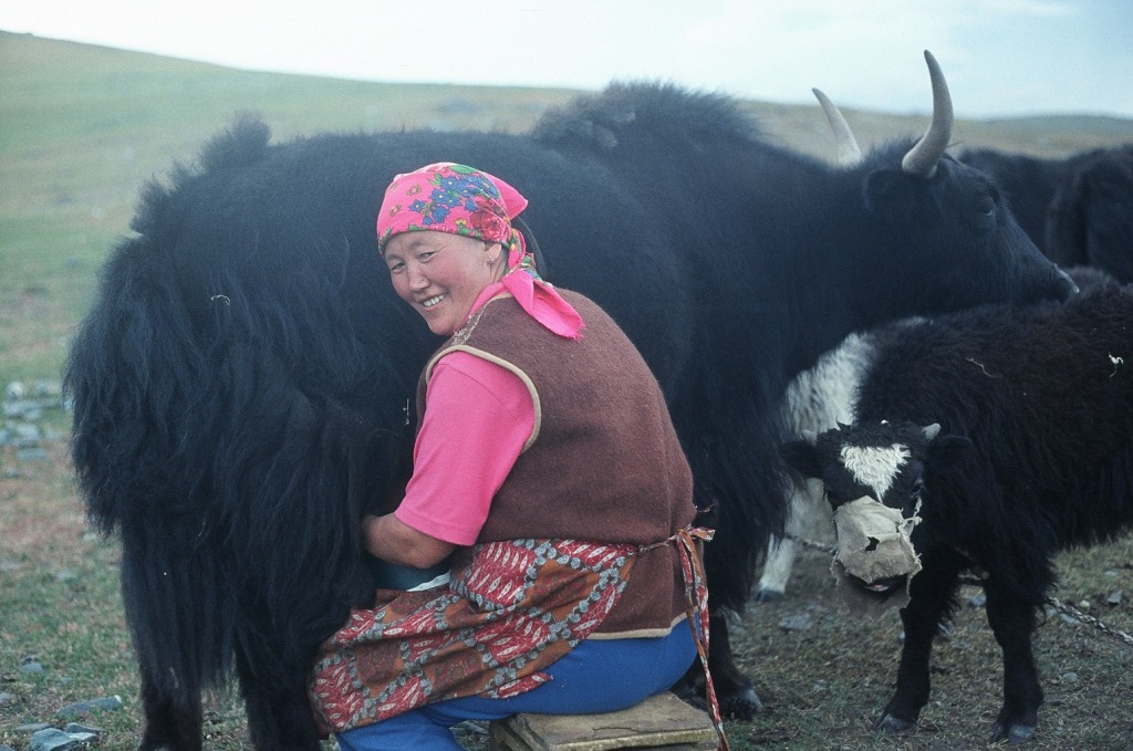Dojenie jaków Mongolia
