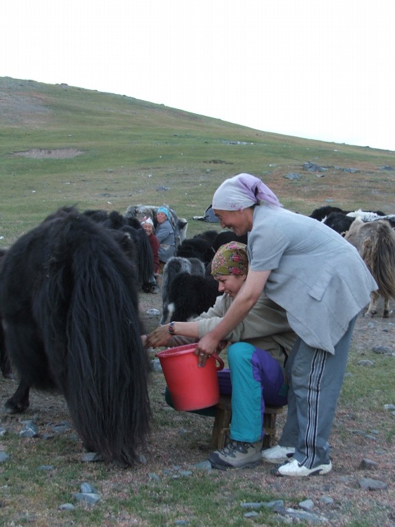Dojenie jaków Mongolia