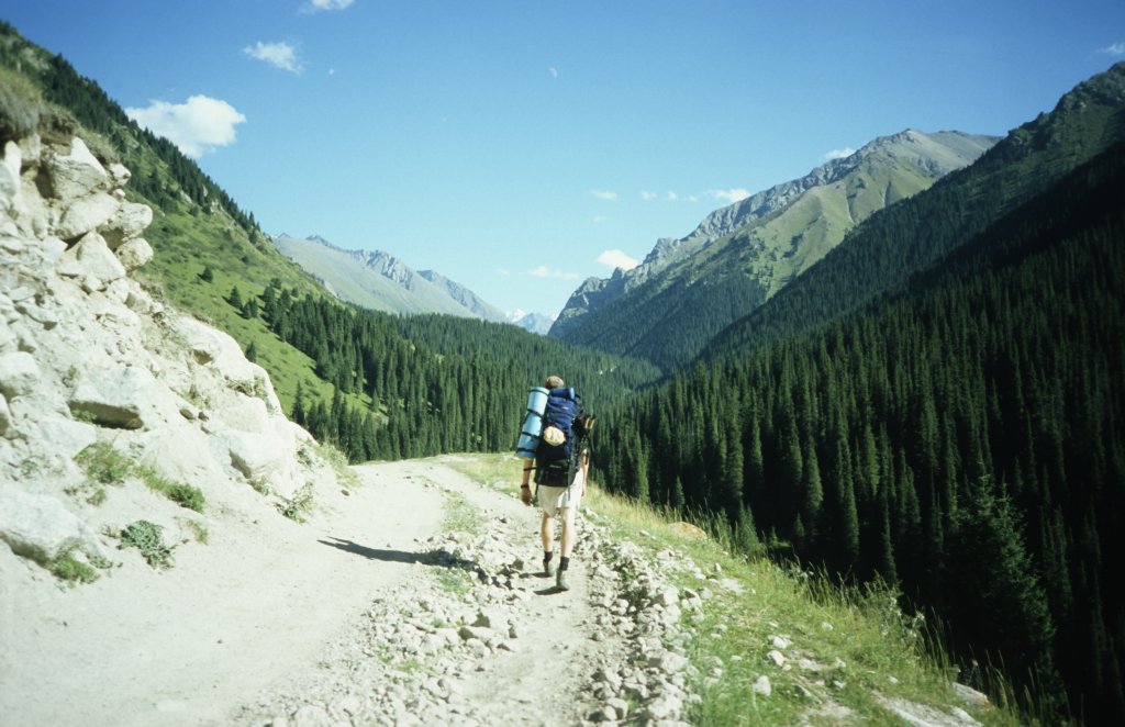 świerk Schrenka (Picea schrenkiana