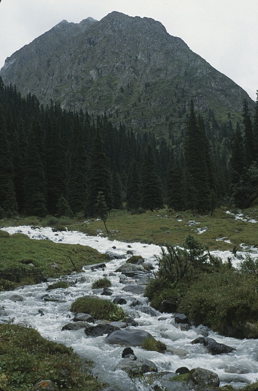 Tien-szan porastają wyjątkowo strzeliste świerki Schrenka (Picea schrenkiana)