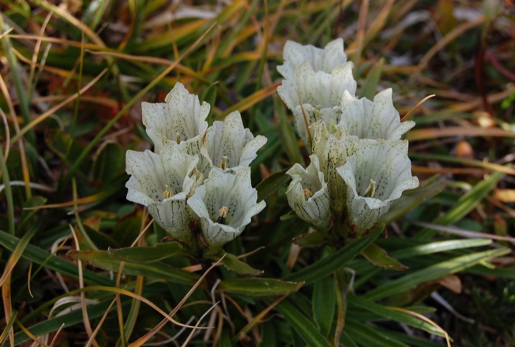 Gentiana algida