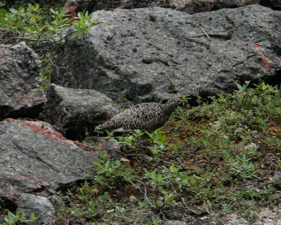 Pardwa górska (Lagopus muta
