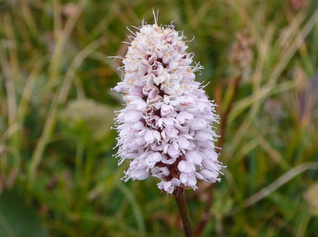 Rdest z gatunku Bistorta elliptica