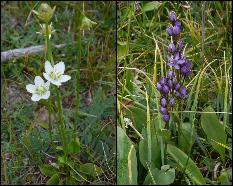 Dziewięciornik błotny (Parnassia palustris) i niebielistka trwała (Swertia perennis)