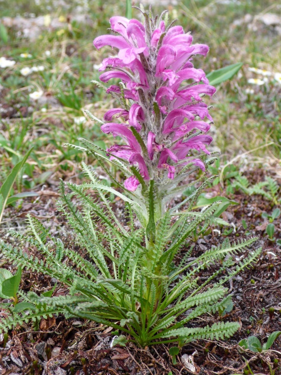 Pendicularis alopecuroides