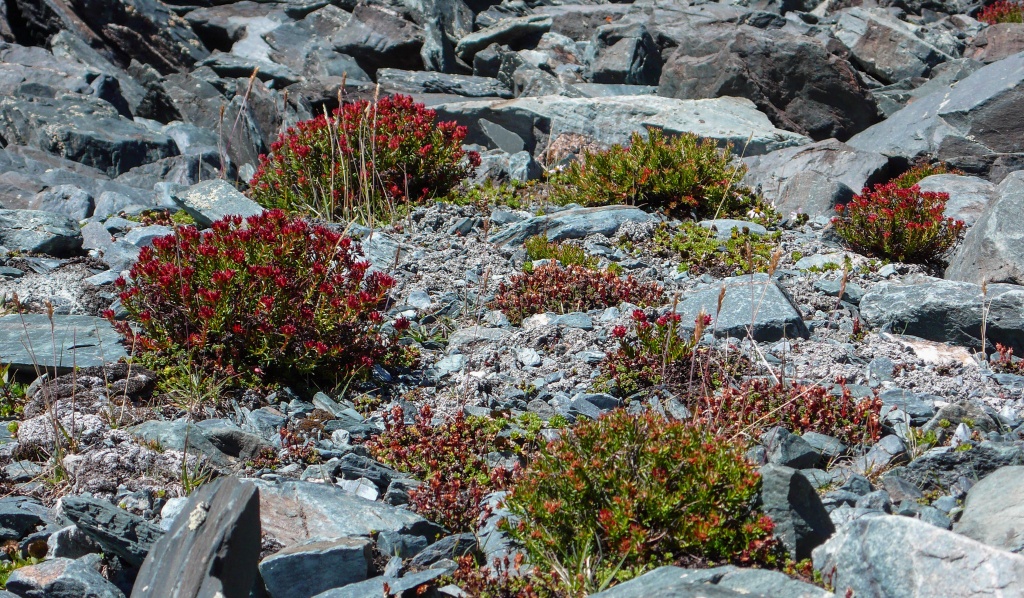 różeniec górski (Rhodiola rosea)