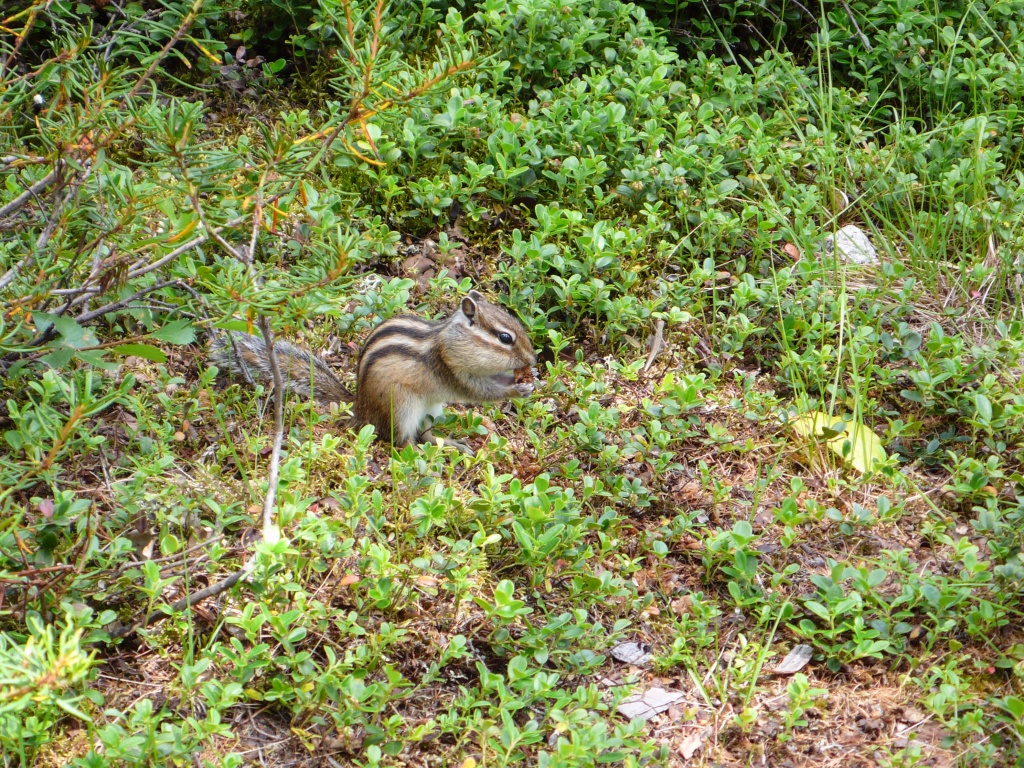 burunduk (Tamias sibiricus)