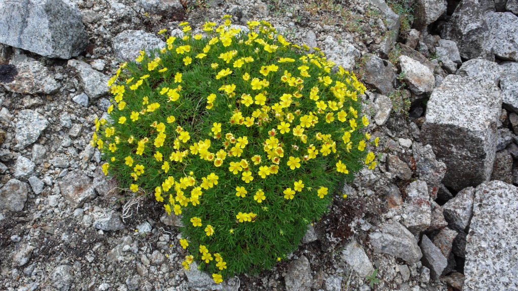 Pięciornik krzewiasty (Potentilla fruticosa)