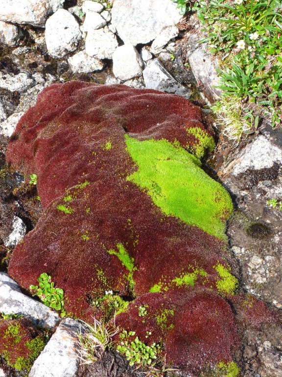 Syberia tundra wysokogórska