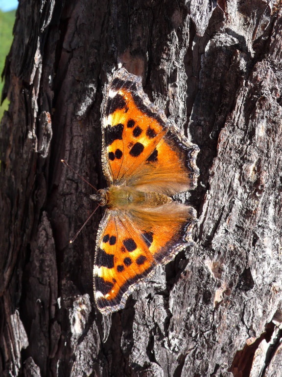 Rusałka wierzbowiec (Nymphalis polychloros)