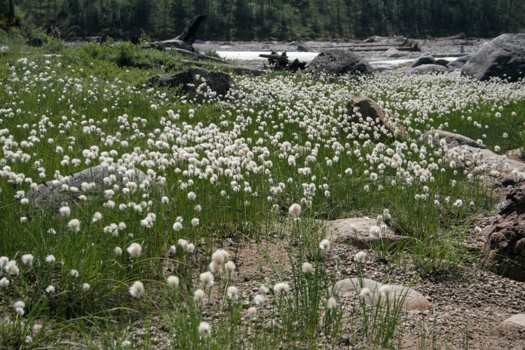 wełnianka (Eriophorum)