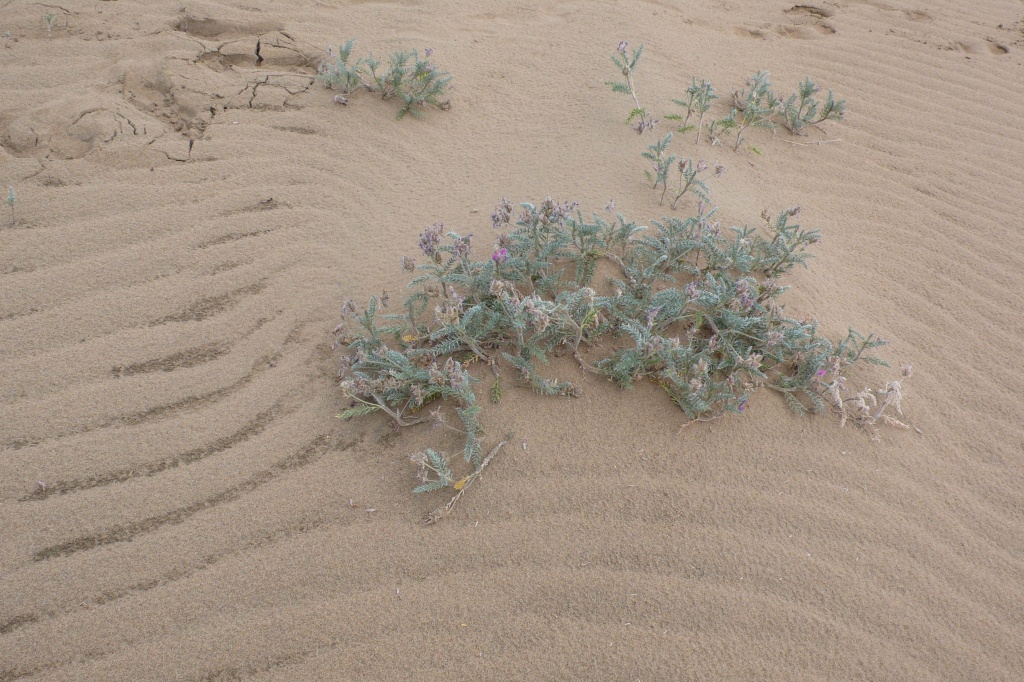 ostrołódka (Oxytropis lanata)
