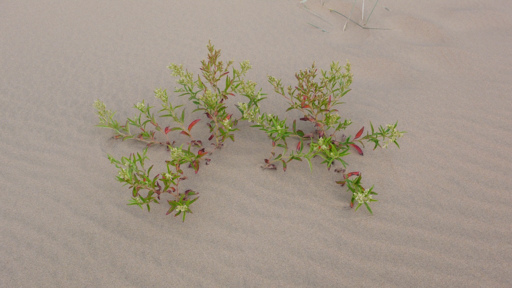 Aconogonon chlorochriseum