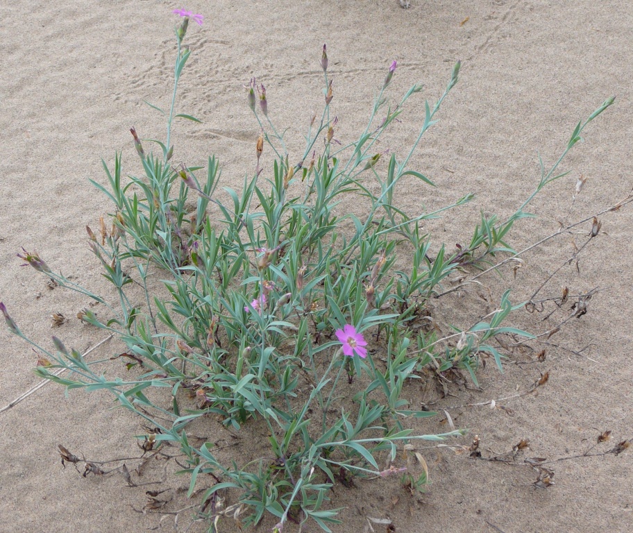 Goździk pstry (Dianthus versicolor)