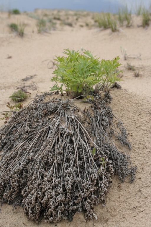 Pulsatilla ambigua