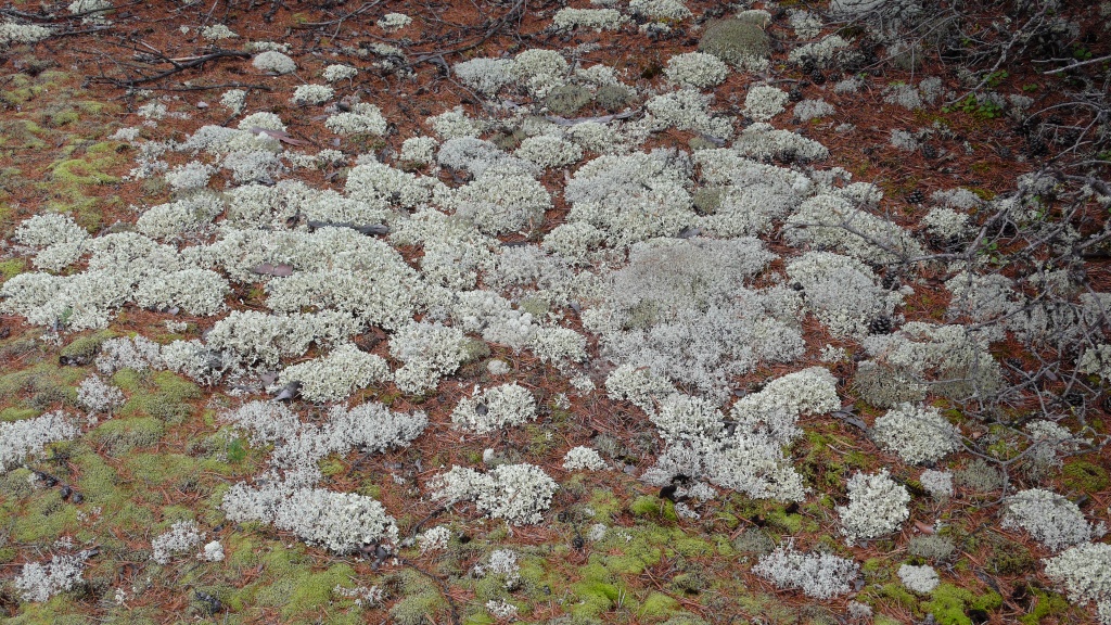 chrobotek (Cladonia)