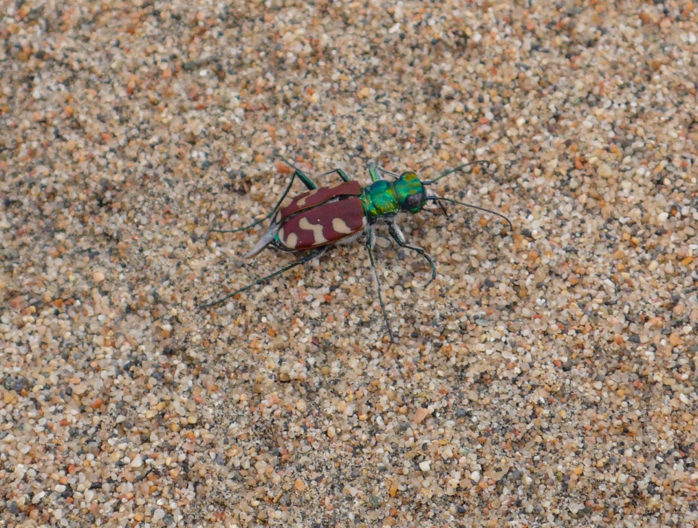 Cicindela coerulea