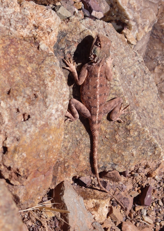 Agama impalearis