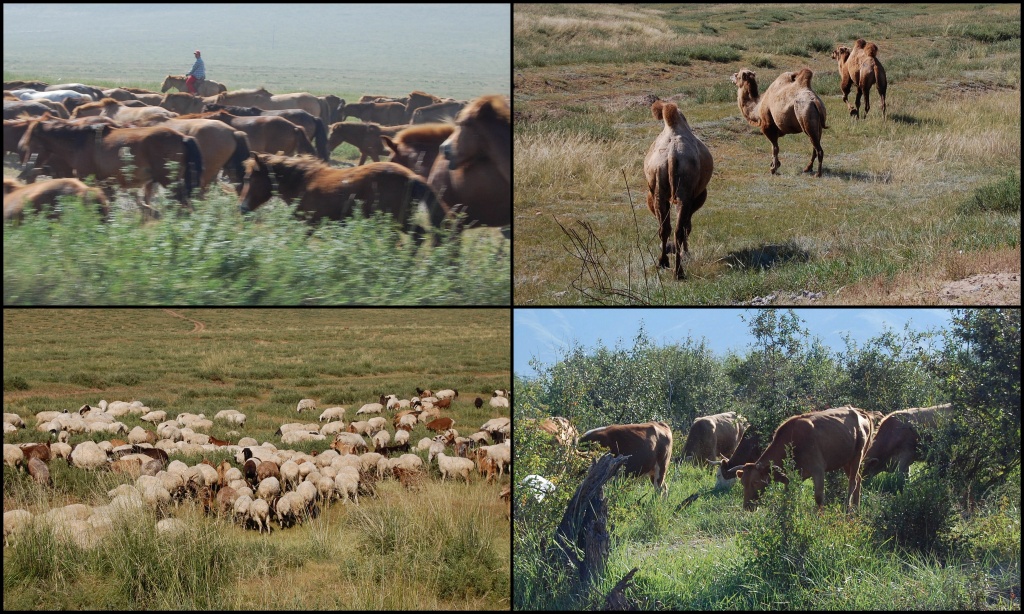 Mongolia to kraj pasterzy. Ilość hodowanych zwierząt dochodzi do 40 mln „głów”. Ilość koni w Mongolii przekracza 2 mln i dopiero od parunastu lat jest mniejsza niż łączna ilość mieszkańców. Ilość wielbłądów dochodzi do 300 tyś sztuk. Kozy i owce są najbardziej liczne a ich łączna ilość przewyższa 30 mln sztuk. Ilość hodowanych krów i jaków wynosi ponad 2 mln sztuk