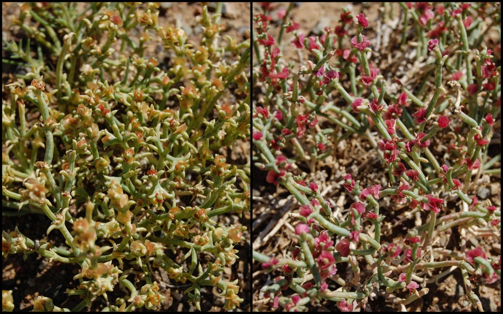 Anabasis brevifolia