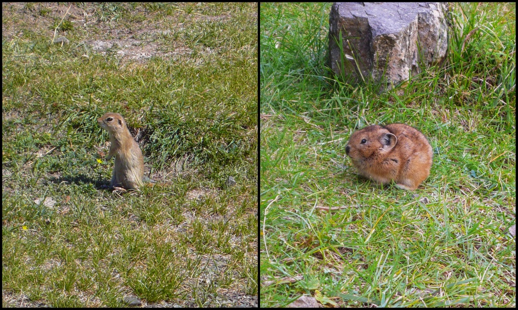 W górach Ałtaju Gobijskiego spotkać można susła ałaszańskiego (Spermophilus alashanicus) oraz szczekuszki z trzech trudnych do rozróżnienia gatunków Ochotona pallasi, O. dauurica i O. alpina