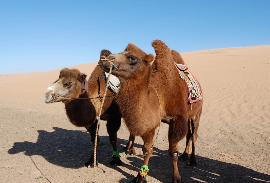 Moltsog els gobi Mongolia Baktriany