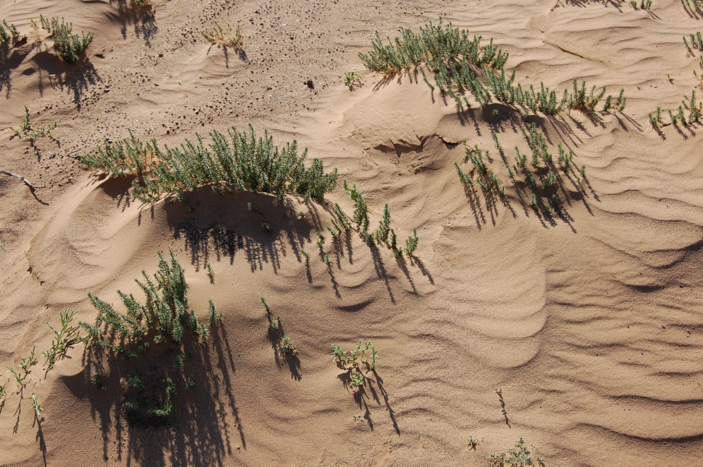 Gobi desert
