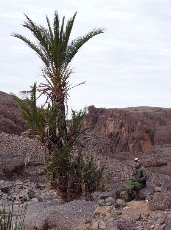 Palma daktylowa (Phoenix dactylifera