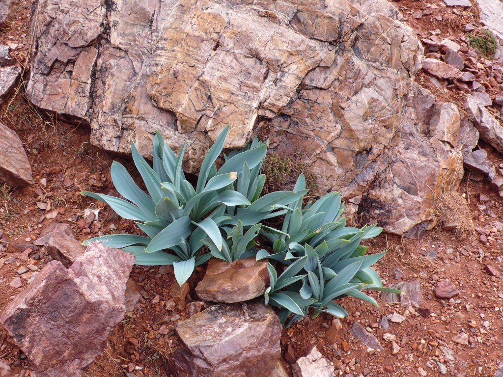 Urginia morska (Drimia maritima)