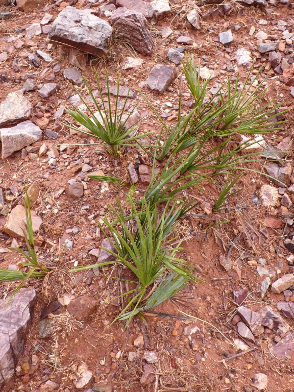 karłatka niska (Chamaerops humilis)