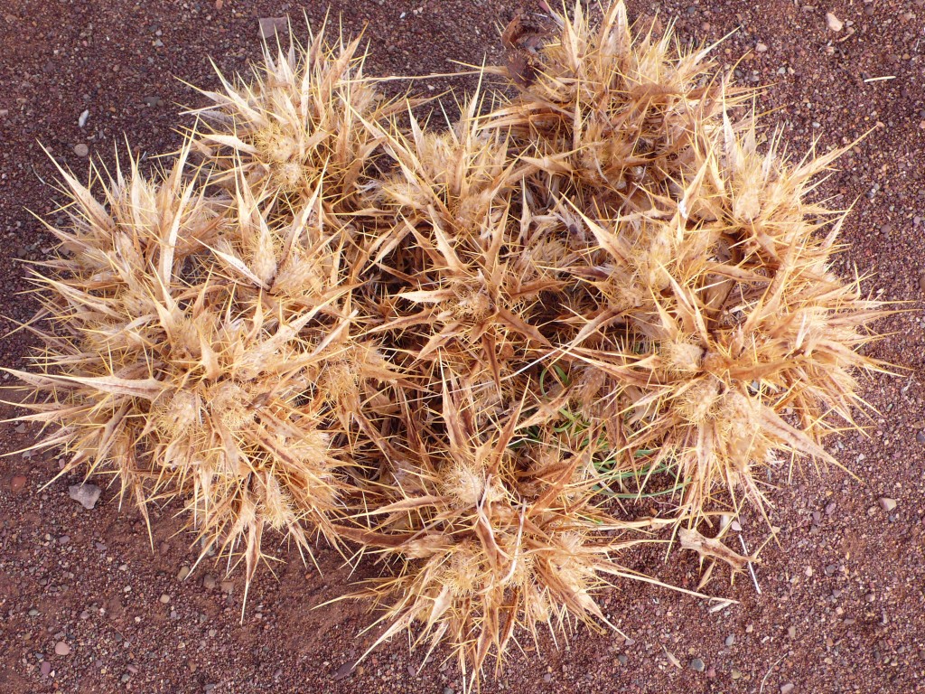 Atractylis