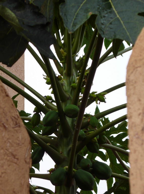 Ficus carica