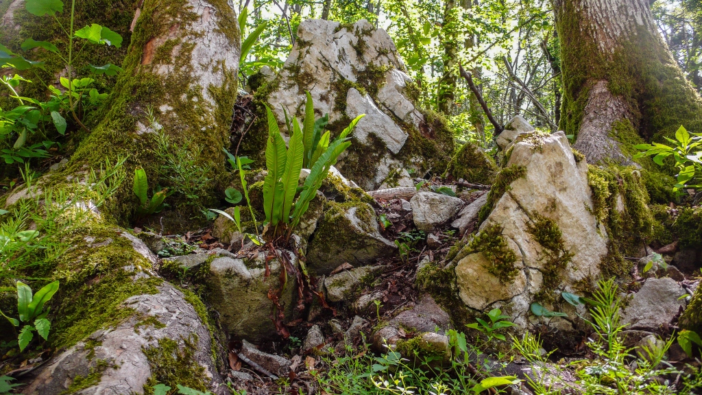 języcznik zwyczajny (Phyllitis scolopendrium)