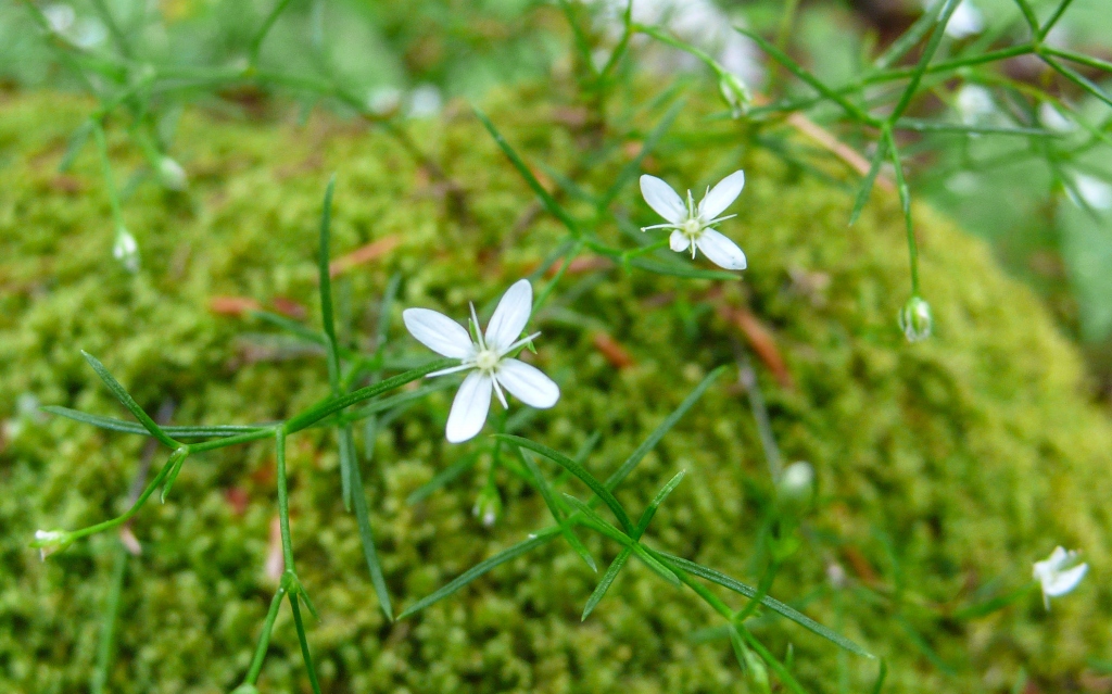 możylinek mchowaty (Moehringia muscosa)