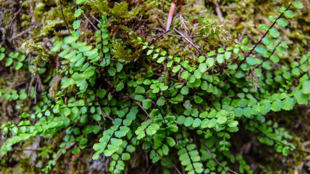 Zanokcica skalna (Asplenium trichomanes)