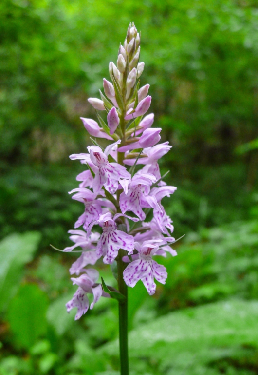 kukułka Fuchsa (Dactylorhiza fuchsii)