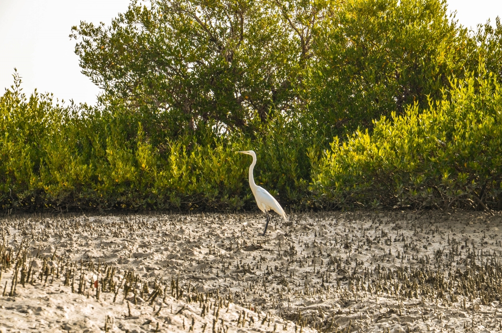 Czapla biała (Ardea alba) Rezerwat Biosfery Hara. Las Namorzynowy