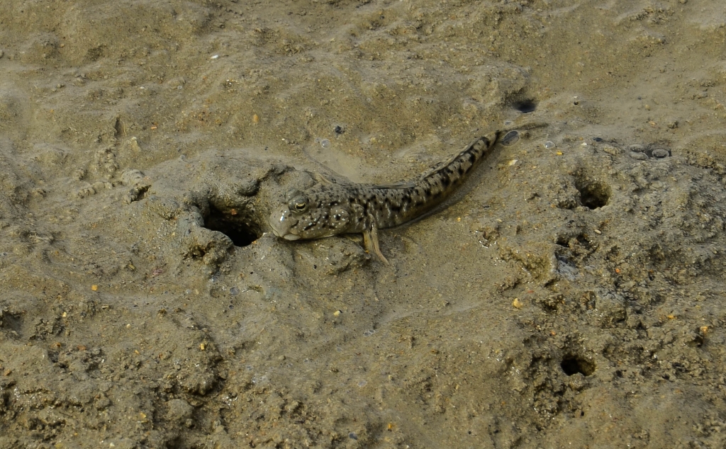 poskoczek mułowy (Periophthalmus barbarus) Rezerwat Biosfery Hara. Las Namorzynowy