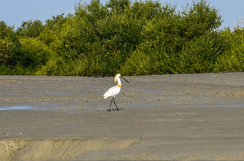 Warzęcha (Platalea leucorodia). Rezerwat Biosfery Hara. Las Namorzynowy
