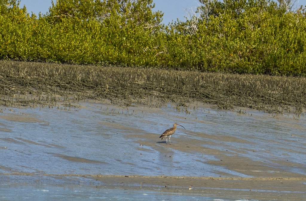 Kulik mniejszy (Numenius phaeopus phaeopus) Rezerwat Biosfery Hara. Las Namorzynowy